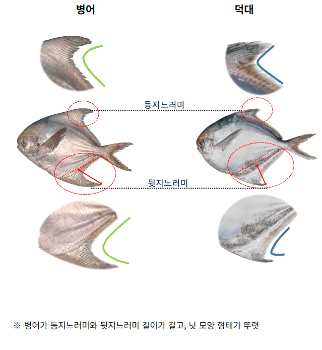 덕자 생선이 뭐길래? 병어와 차이부터 가격·제철·먹는 법까지 1 덕자 생선